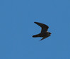 Ime datoteke: falco~0.jpg
Velikost datoteke: 210kB
Dimenzija: 779x650
Datum objave: 28. junij 2010 falco~0.jpg