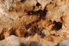 Ime datoteke: g2~0.JPG
Velikost datoteke: 95kB
Dimenzija: 800x536
Datum objave: 11. marec 2011 g2~0.JPG