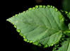 Ime datoteke: img2~1.JPG
Velikost datoteke: 279kB
Dimenzija: 800x581
Datum objave: 28. april 2012 img2~1.JPG