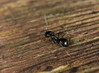 Ime datoteke: img4~1.JPG
Velikost datoteke: 285kB
Dimenzija: 850x625
Datum objave: 3. oktober 2013 img4~1.JPG