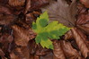 Ime datoteke: list~0.JPG
Velikost datoteke: 217kB
Dimenzija: 850x567
Datum objave: 18. november 2013 list~0.JPG
