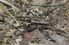 Ime datoteke: lyco2~0.JPG
Velikost datoteke: 257kB
Dimenzija: 850x558
Datum objave: 28. april 2013 lyco2~0.JPG
