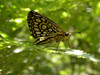 metulj.jpg