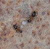 mravlje.jpg