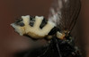 Ime datoteke: musca~1.jpg
Velikost datoteke: 207kB
Dimenzija: 900x582
Datum objave: 24. junij 2015 musca~1.jpg