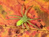 Ime datoteke: pajk2~0.JPG
Velikost datoteke: 136kB
Dimenzija: 900x681
Datum objave: 17. november 2012 pajk2~0.JPG