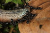 Ime datoteke: s1~1.JPG
Velikost datoteke: 260kB
Dimenzija: 800x534
Datum objave: 29. april 2012 s1~1.JPG