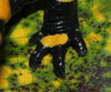 Ime datoteke: salamander~0.JPG
Velikost datoteke: 233kB
Dimenzija: 850x707
Datum objave: 12. september 2013 salamander~0.JPG