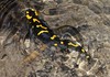 salamander.JPG