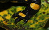 salamander2.JPG