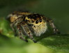 Ime datoteke: salticid~0.JPG
Velikost datoteke: 220kB
Dimenzija: 800x622
Datum objave: 1. maj 2012 salticid~0.JPG