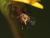 Ime datoteke: wasp1~0.JPG
Velikost datoteke: 218kB
Dimenzija: 1075x800
Datum objave: 29. junij 2017 wasp1~0.JPG