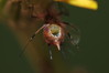 Ime datoteke: wasp2~0.JPG
Velikost datoteke: 238kB
Dimenzija: 1195x800
Datum objave: 29. junij 2017 wasp2~0.JPG
