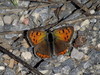 Ime datoteke: cekincek a~1.jpg
Velikost datoteke: 246kB
Dimenzija: 681x511
Datum objave: 6. oktober 2013 cekincek a~1.jpg