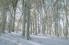 Gozd v belem za nar..jpg