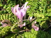 Pedicularis2.jpg