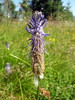Ime datoteke: 008~1.JPG
Velikost datoteke: 215kB
Dimenzija: 600x800
Datum objave: 4. avgust 2009 008~1.JPG