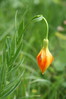 Ime datoteke: 038~0.JPG
Velikost datoteke: 127kB
Dimenzija: 427x640
Datum objave: 25. maj 2009 038~0.JPG