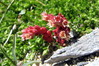 Ime datoteke: 040~0.JPG
Velikost datoteke: 232kB
Dimenzija: 800x535
Datum objave: 3. avgust 2010 040~0.JPG