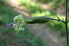 Ime datoteke: 047~0.JPG
Velikost datoteke: 149kB
Dimenzija: 800x535
Datum objave: 20. julij 2009 047~0.JPG