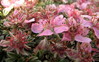 Ime datoteke: 088~1.JPG
Velikost datoteke: 210kB
Dimenzija: 800x501
Datum objave: 27. september 2009 088~1.JPG