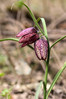 Ime datoteke: IMG_9593~0.JPG
Velikost datoteke: 249kB
Dimenzija: 534x800
Datum objave: 4. april 2018 IMG_9593~0.JPG