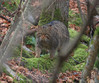 Ime datoteke: ma2~0.jpg
Velikost datoteke: 235kB
Dimenzija: 800x669
Datum objave: 16. december 2013 ma2~0.jpg