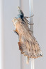 Pterostoma palpina.jpg