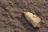 Ime datoteke: Acleris ferrugana~0.jpg
Velikost datoteke: 108kB
Dimenzija: 800x533
Datum objave: 10. april 2019 Acleris ferrugana~0.jpg