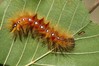 Ime datoteke: Acronicta aceris~0.jpg
Velikost datoteke: 104kB
Dimenzija: 800x533
Datum objave: 2. september 2016 Acronicta aceris~0.jpg