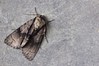 Ime datoteke: Acronicta alni~0.jpg
Velikost datoteke: 101kB
Dimenzija: 800x533
Datum objave: 17. avgust 2018 Acronicta alni~0.jpg