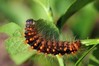 Ime datoteke: Acronicta auricoma~0.jpg
Velikost datoteke: 74kB
Dimenzija: 800x533
Datum objave: 20. avgust 2017 Acronicta auricoma~0.jpg
