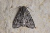 Ime datoteke: Acronicta auricoma~1.jpg
Velikost datoteke: 101kB
Dimenzija: 800x533
Datum objave: 17. avgust 2018 Acronicta auricoma~1.jpg