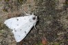 Ime datoteke: Acronicta leporina~0.jpg
Velikost datoteke: 111kB
Dimenzija: 800x533
Datum objave: 8. junij 2019 Acronicta leporina~0.jpg