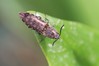 Ime datoteke: Actenicerus siaelandicus~0.jpg
Velikost datoteke: 55kB
Dimenzija: 800x533
Datum objave: 21. april 2018 Actenicerus siaelandicus~0.jpg