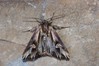 Ime datoteke: Actinotia polyodon~0.jpg
Velikost datoteke: 96kB
Dimenzija: 800x533
Datum objave: 19. avgust 2018 Actinotia polyodon~0.jpg