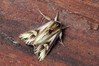 Ime datoteke: Actinotia polyodon~1.jpg
Velikost datoteke: 116kB
Dimenzija: 800x533
Datum objave: 9. maj 2019 Actinotia polyodon~1.jpg