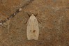 Ime datoteke: Agonopterix kaekeritziana~0.jpg
Velikost datoteke: 95kB
Dimenzija: 800x533
Datum objave: 7. november 2018 Agonopterix kaekeritziana~0.jpg