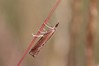 Ime datoteke: Agriphila geniculea~0.jpg
Velikost datoteke: 44kB
Dimenzija: 800x533
Datum objave: 10. julij 2018 Agriphila geniculea~0.jpg