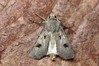 Ime datoteke: Agrotis exclamationis~0.jpg
Velikost datoteke: 106kB
Dimenzija: 800x533
Datum objave: 9. avgust 2017 Agrotis exclamationis~0.jpg