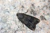 Ime datoteke: Agrotis ipsilon~0.jpg
Velikost datoteke: 92kB
Dimenzija: 800x533
Datum objave: 17. november 2018 Agrotis ipsilon~0.jpg