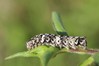 Ime datoteke: Allophyes oxyacanthae~1.jpg
Velikost datoteke: 60kB
Dimenzija: 800x533
Datum objave: 15. maj 2019 Allophyes oxyacanthae~1.jpg