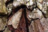 Ime datoteke: Alsophila aescularia~0.jpg
Velikost datoteke: 131kB
Dimenzija: 800x533
Datum objave: 21. marec 2019 Alsophila aescularia~0.jpg