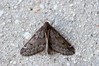Ime datoteke: Alsophila aescularia~1.jpg
Velikost datoteke: 97kB
Dimenzija: 800x533
Datum objave: 11. april 2020 Alsophila aescularia~1.jpg
