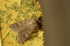 Ime datoteke: Ammoconia caecimacula~0.jpg
Velikost datoteke: 58kB
Dimenzija: 800x533
Datum objave: 27. oktober 2020 Ammoconia caecimacula~0.jpg