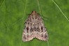 Ime datoteke: Amphipyra pyramidea~1.jpg
Velikost datoteke: 84kB
Dimenzija: 800x533
Datum objave: 30. oktober 2018 Amphipyra pyramidea~1.jpg