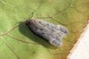 Ime datoteke: Anacampsis populella~0.jpg
Velikost datoteke: 99kB
Dimenzija: 800x533
Datum objave: 26. avgust 2016 Anacampsis populella~0.jpg