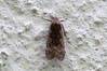 Ime datoteke: Anacampsis populella~1.jpg
Velikost datoteke: 112kB
Dimenzija: 800x533
Datum objave: 22. avgust 2018 Anacampsis populella~1.jpg