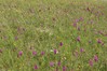 Ime datoteke: Anacamptis pyramidalis 1~0.jpg
Velikost datoteke: 200kB
Dimenzija: 900x600
Datum objave: 18. maj 2015 Anacamptis pyramidalis 1~0.jpg