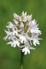 Ime datoteke: Anacamptis pyramidalis~0.jpg
Velikost datoteke: 72kB
Dimenzija: 533x800
Datum objave: 18. maj 2015 Anacamptis pyramidalis~0.jpg